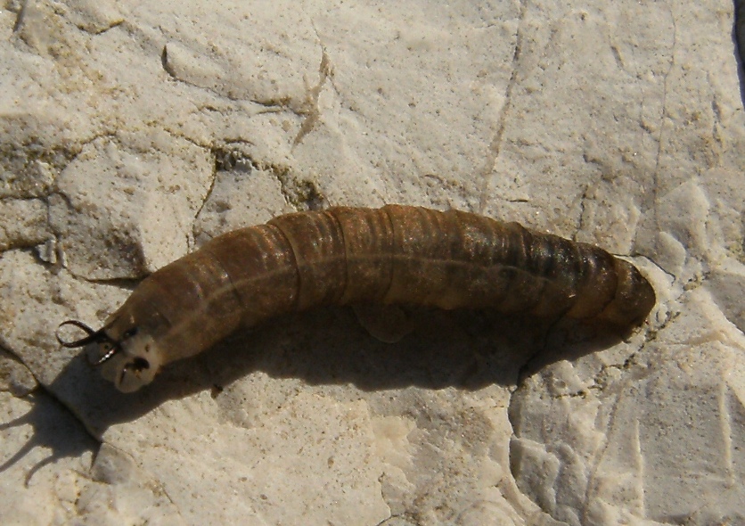 Larve di Tipulidae?